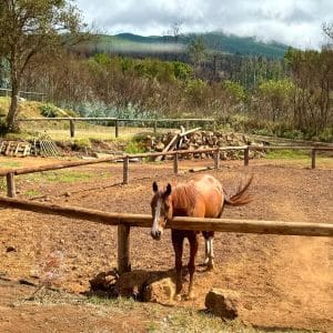 Ruta a caballo de 90 min. para 2 personas con fotos