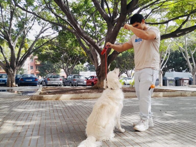 ¡Paseo de perro de 30 minutos con un 60%!
