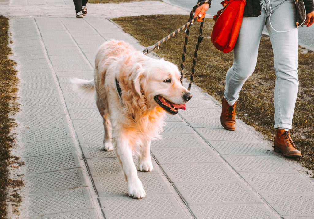 Paseador de perros tenerife