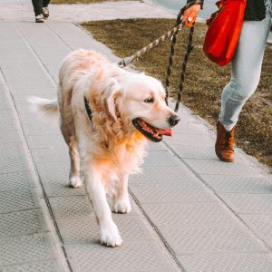 Paseador de perros con exclusivo descuento del 55%
