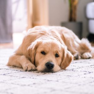 Estancia de 24h para mascotas en Santa Cruz