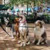 ¡Paseo de perro de 30 minutos con un 60%!