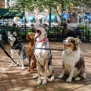 ¡Paseo de perro de 30 minutos con un 60%!